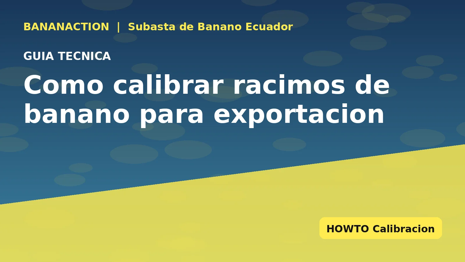 Productor calibrando racimo de banano con calibrador de cinta