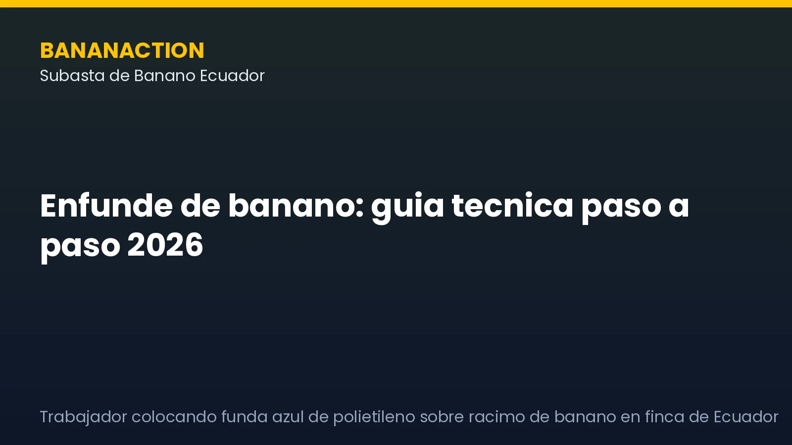Trabajador colocando funda azul de polietileno sobre racimo de banano en finca de Ecuador