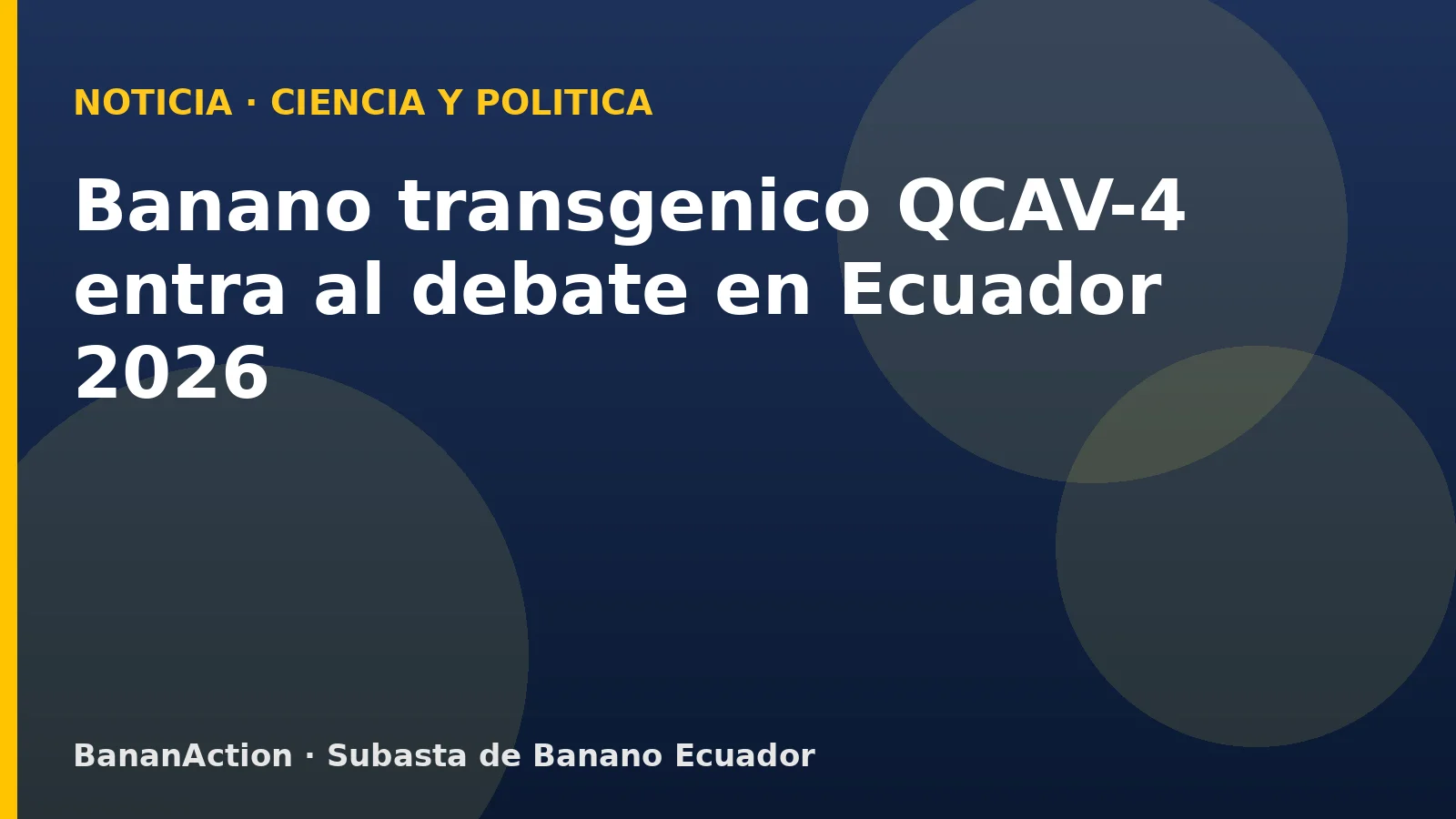 Plantacion de banano Cavendish en Ecuador con simbolo de innovacion genetica QCAV-4 y debate fitosanitario