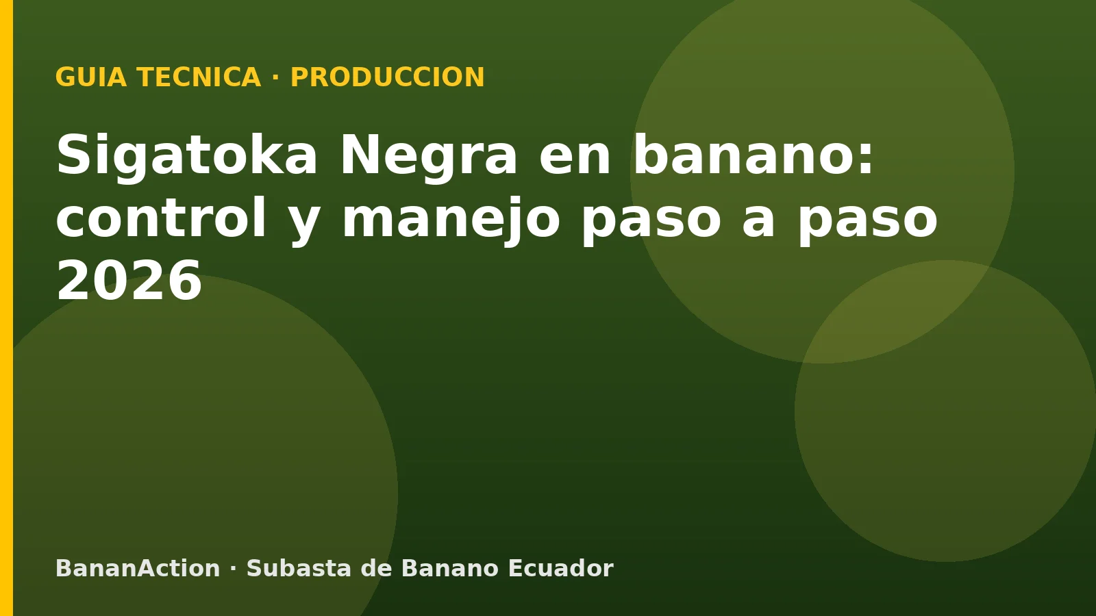 Hojas de banano con sintomas de Sigatoka Negra y cuaderno de monitoreo Stover-Gauhl en plantacion ecuatoriana
